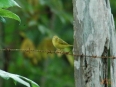 Birding Escape I