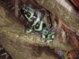 Almendros y Corales