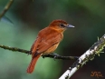Pajareos en Rancho La Merced