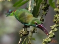 Toucanet Lodge