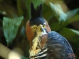 Birdwatching in Rancho La Merced