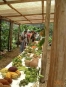 Tropical Plantation Tour CATIE