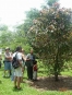 TOUR DE PLANTACIÃ“N CATIE