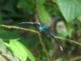 La Paz Waterfall Gardens