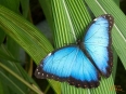 La Paz Waterfall Gardens