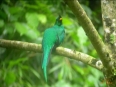 Bosque de Paz Cloud Forest Lodge