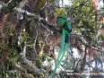 Quetzals Paradise