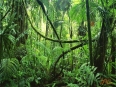 La Selva Biological Station