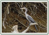 Neotropical Cormorant