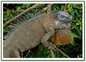 Iguana