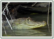 Crocodile