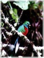 Quetzal