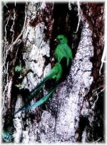 Quetzal