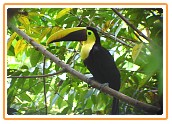 Chestnut Mandibled Toucan