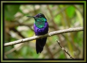 Violet-crowned Woodnymph