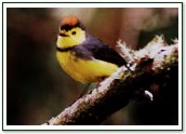 Collared Redstart