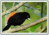 Cherrie's Tanager