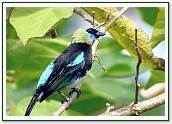 Golden-hooded Tanager