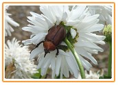 Bettle