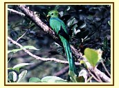 Resplendent Quetzal