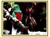 Resplendent Quetzal