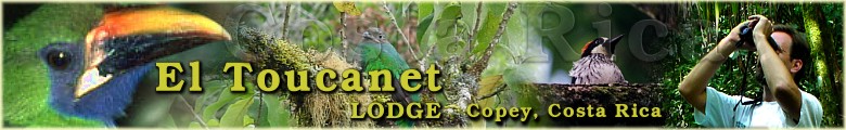 El Toucanet Lodge - Copey, Costa Rica - ideal for birding - Quetzal, Emerald Toucanet, and others!