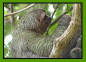 Brown-throated Three-toed Sloth