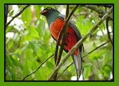 Slaty-tailed Trogon