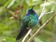 Birding Escape IV