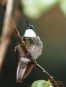 Trogon Lodge Trogon Lodge