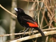 Birdwatching in Rancho La Merced Birdwatching in Rancho La Merced