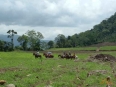 Tropical Horseback Riding Tropical Horseback Riding